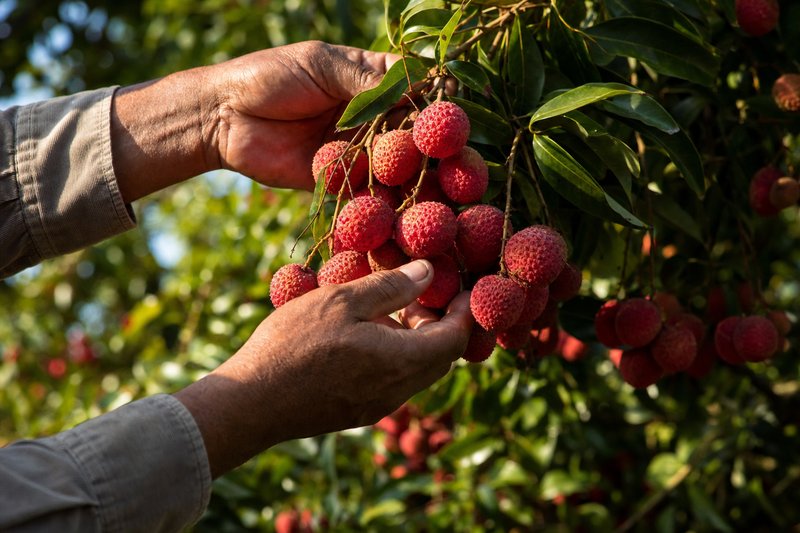 Picked at peak ripeness
