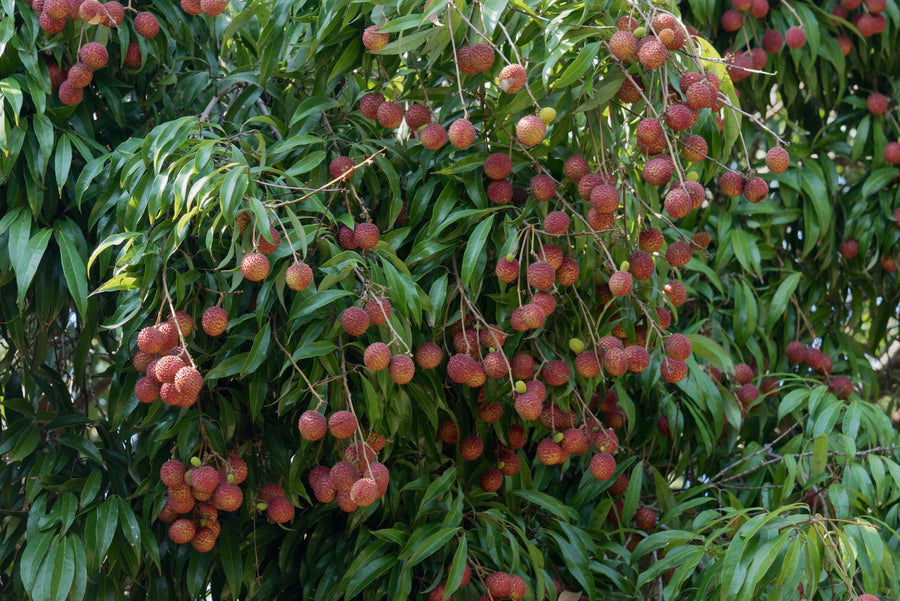 South Florida lychee grove