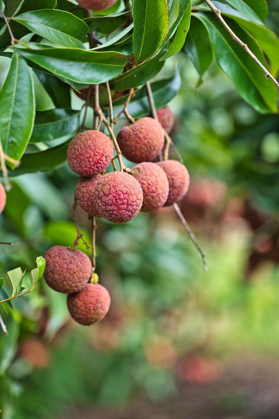 South Florida lychee grove
