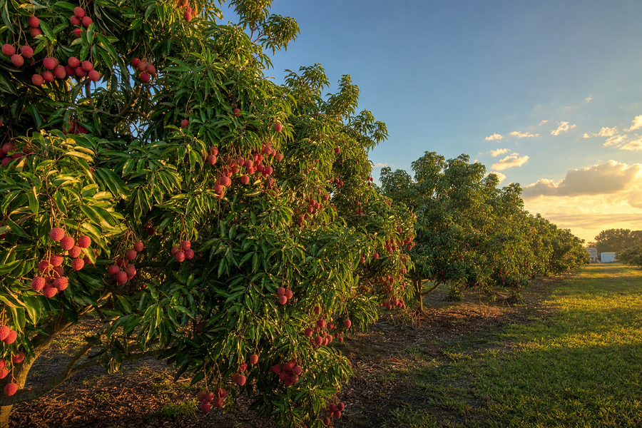 South Florida lychee grove