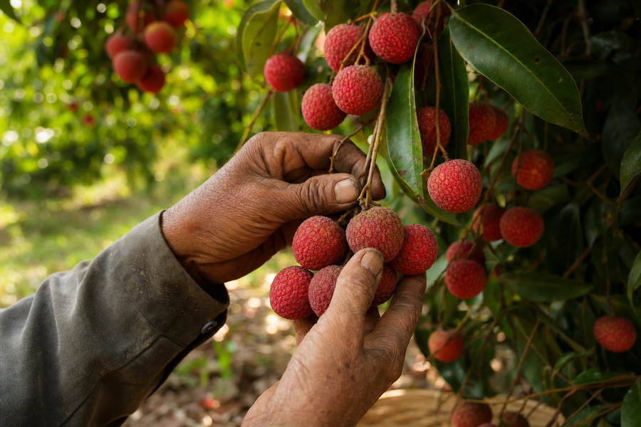 South Florida lychee grove