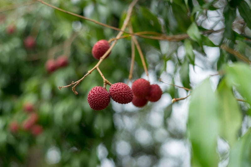 Lychee grove rows at sunset