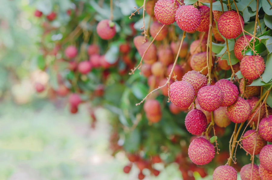 South Florida lychee grove