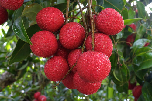 Brewster lychees