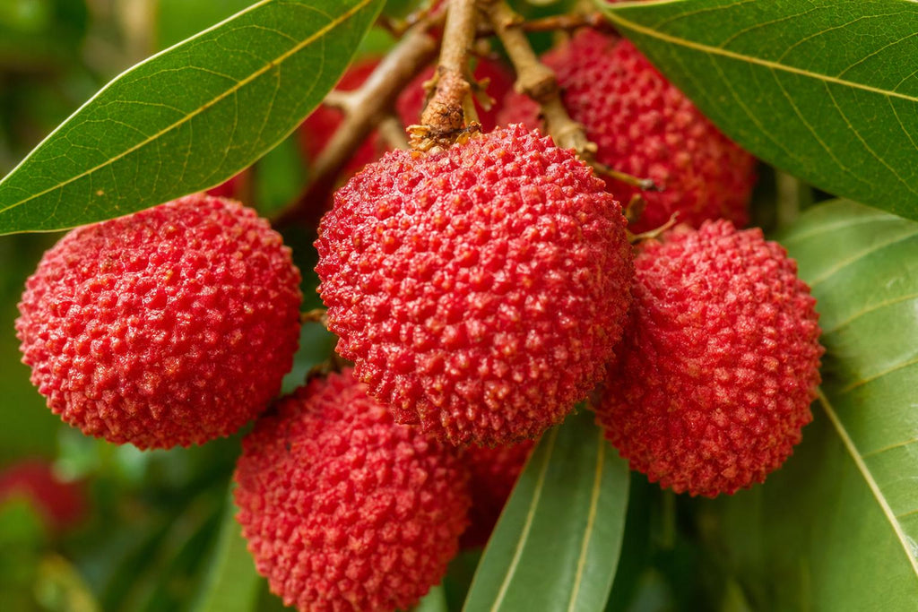 Mauritius lychees