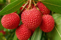 Mauritius lychees